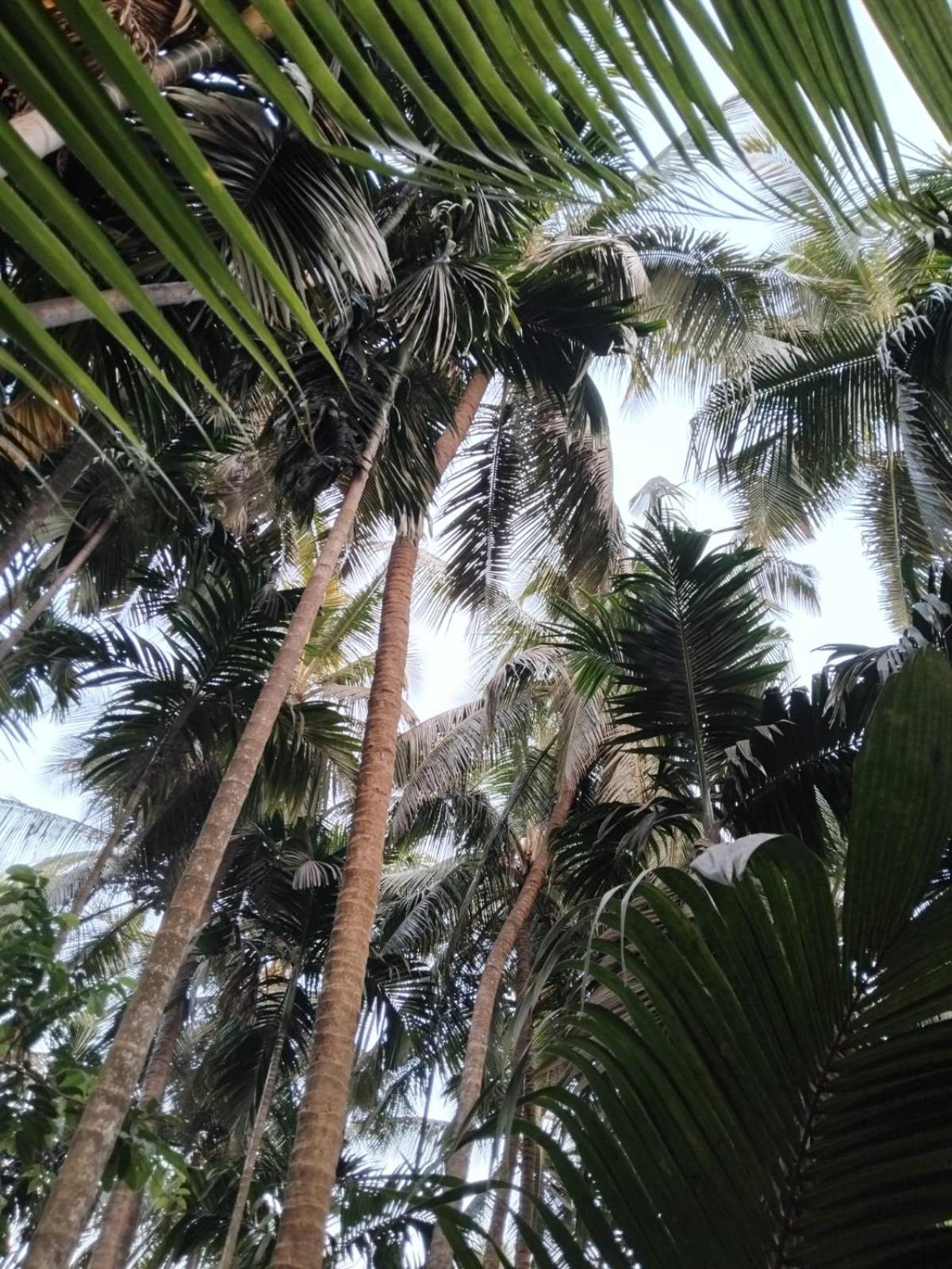 Madhuli Alibag