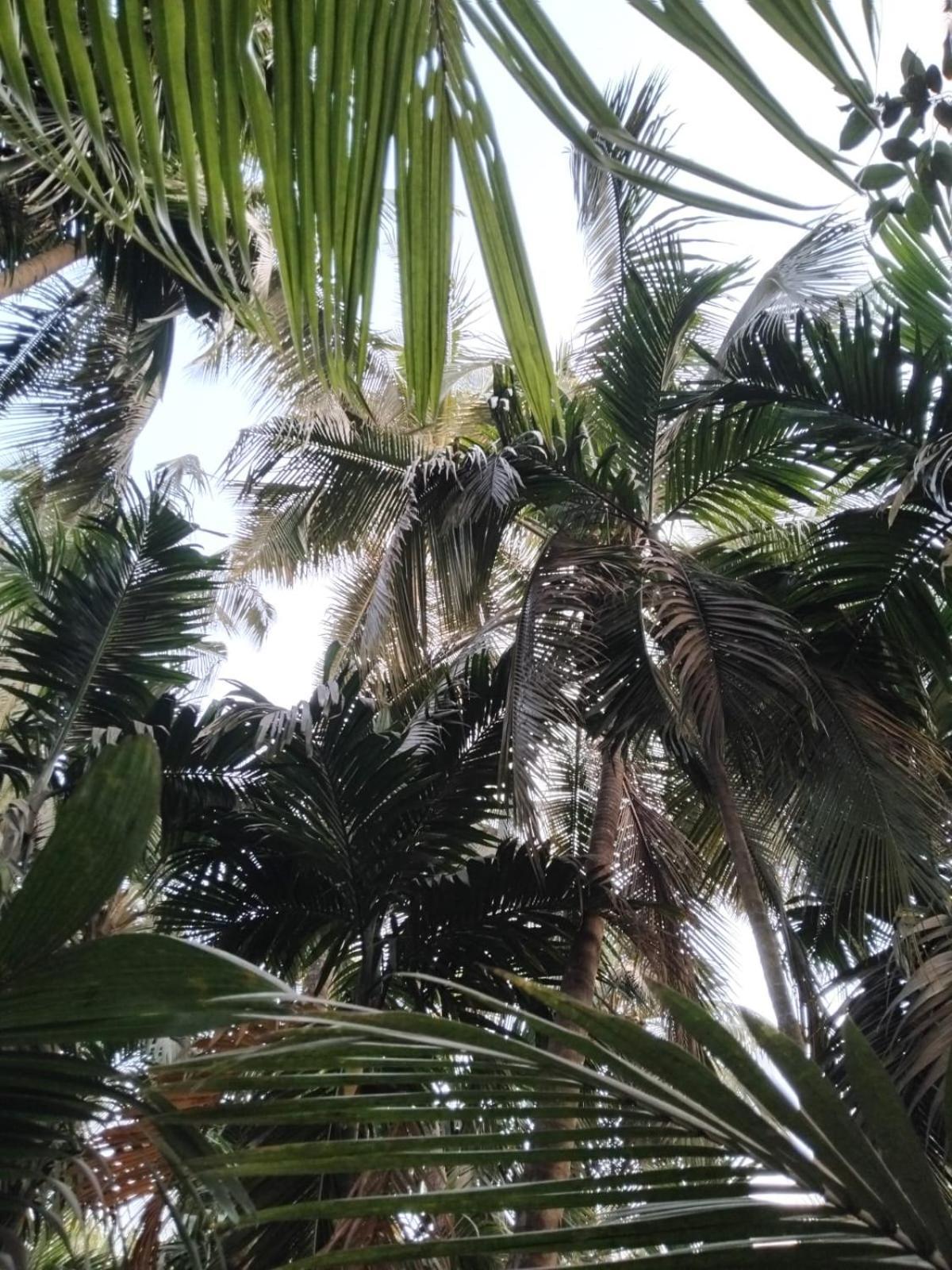 Madhuli