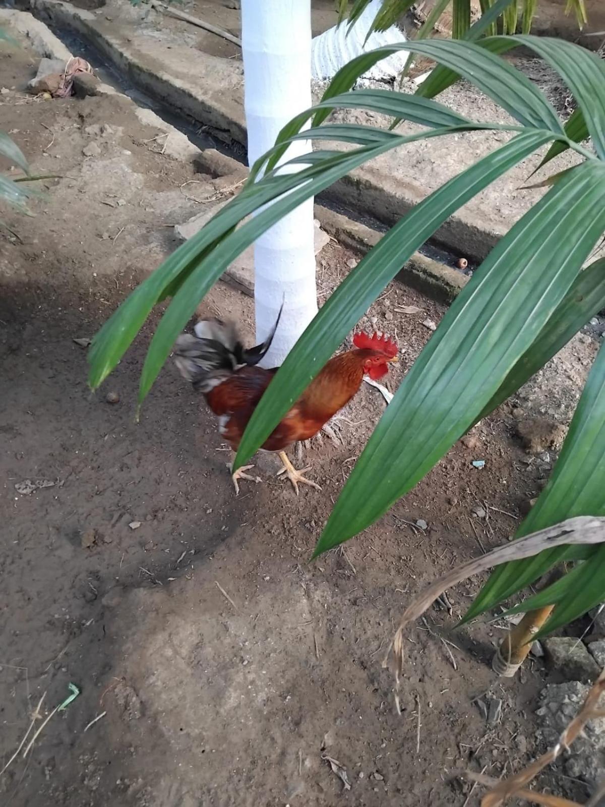 Madhuli Homestay Alibag